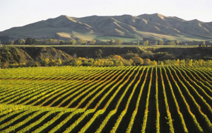 Dawson-PostHarvest---New-Zealand-Wine-Grapes